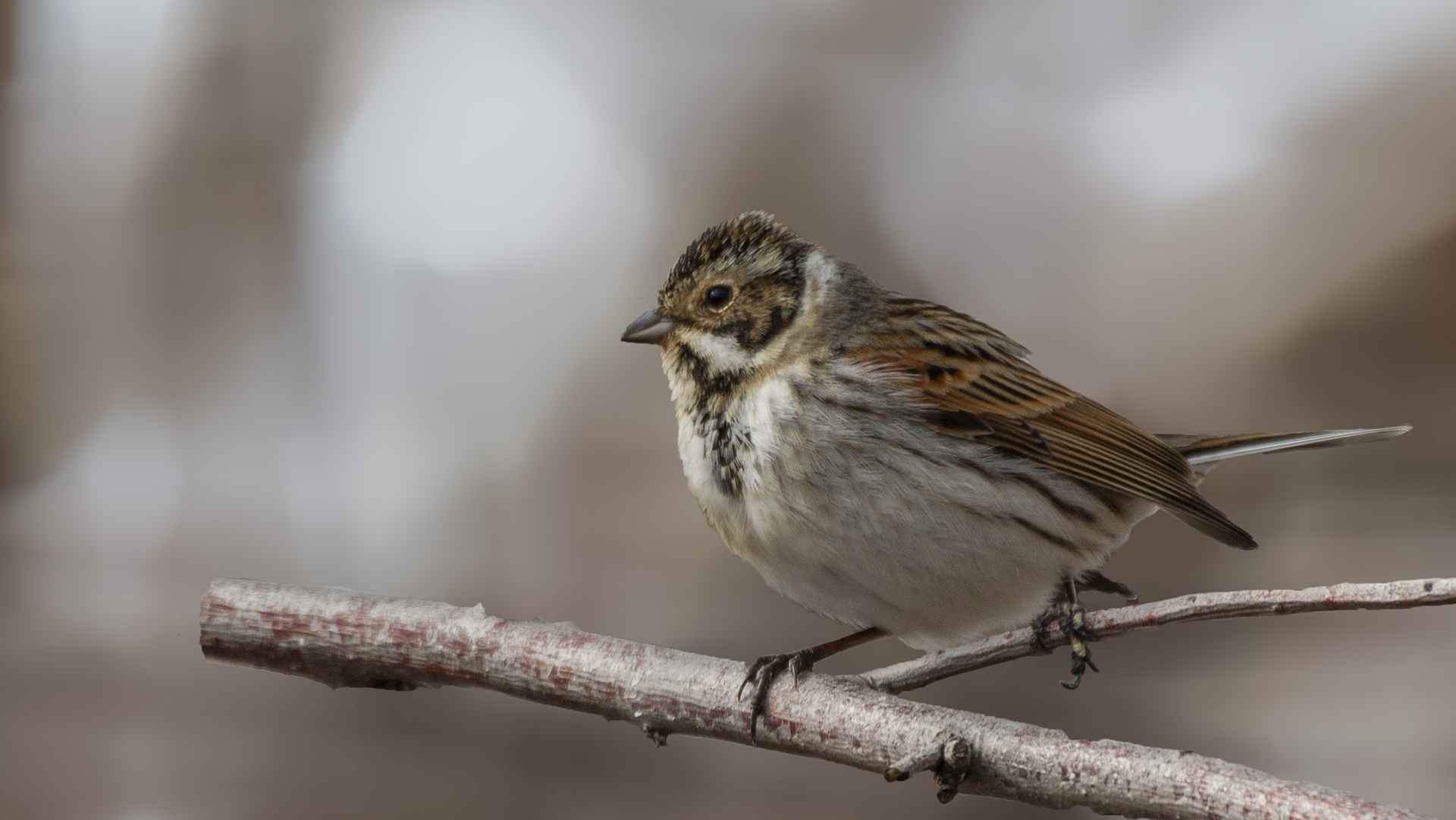 Reed Bunting